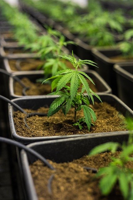 Gorilla glue : puissante fleur pour un moment de détente